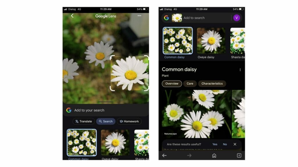 Google Lens to identify flowers and plants Google Lens to identify flowers and plants